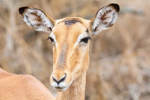 Impala Femminile Nella Savana Dell Africa Australe — Foto Stock