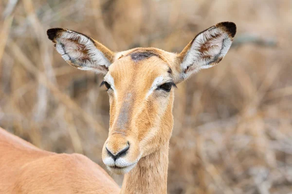 Ženské Impala Jižní Africké Savany — Stock fotografie