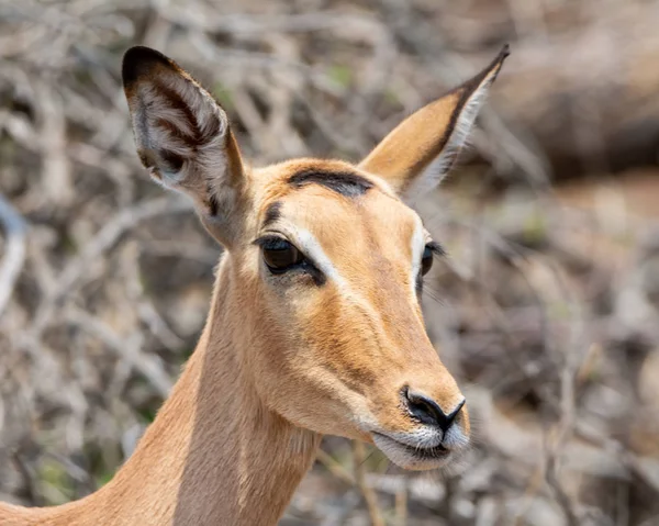 Impala Femminile Nella Savana Dell Africa Australe — Foto Stock
