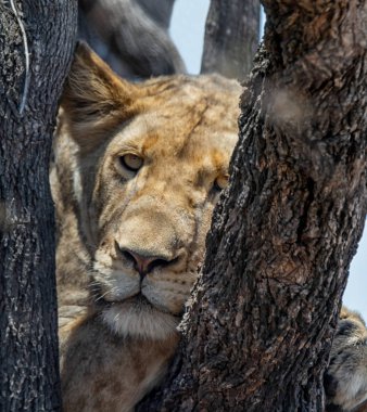Güney Afrika savana bir ağaçta Juvenil aslan