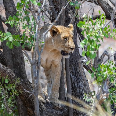 Güney Afrika savana bir ağaçta Juvenil aslan