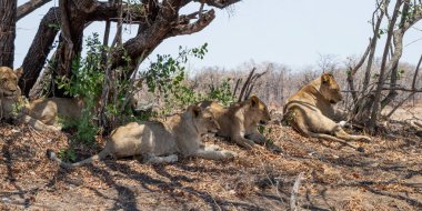 Genç aslanlar Güney Afrika savana gölgede yalan
