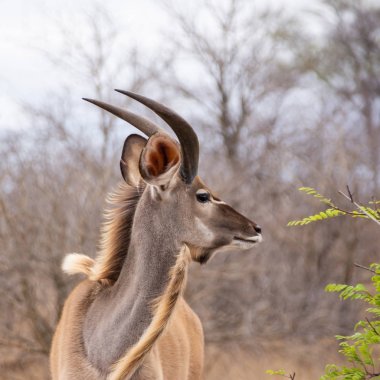 Güney Afrika savana bir çocuk Kudu boğa