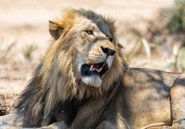 Güney Afrika savana bir ağacın gölgesinde yatan bir erkek aslan