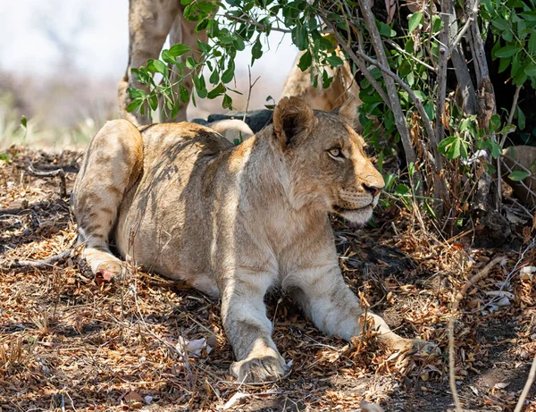 Leão Juvenil Savana África Austral — Fotografia de Stock