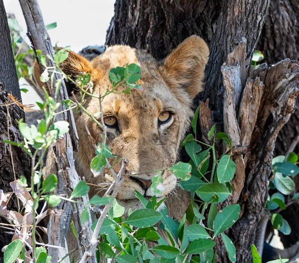 Leão Juvenil Uma Árvore Savana África Austral — Fotografia de Stock
