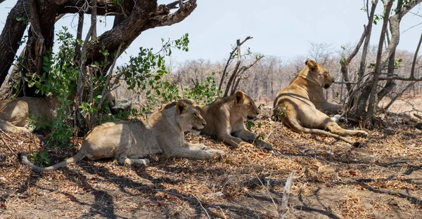 Genç aslanlar Güney Afrika savana gölgede yalan