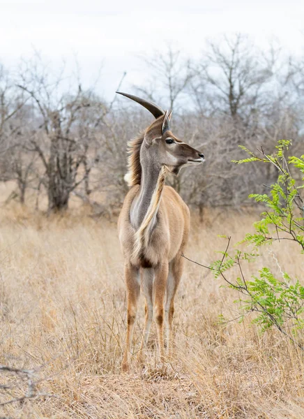 Touro Kudu Juvenil Savana África Austral — Fotografia de Stock