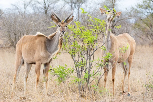 Ett Par Kudu Antilop Södra Afrikanska Savannen — Stockfoto