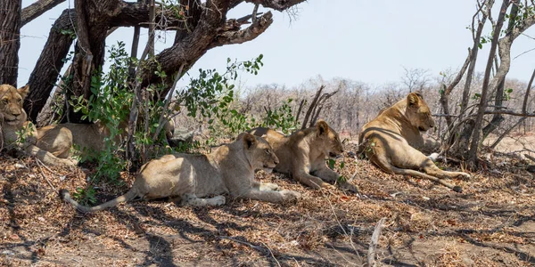 Młode Lwy Leżącego Cieniu Południowej Afrykańskiej Sawanny — Zdjęcie stockowe