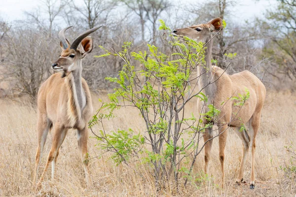 Een Paar Koedoe Antelope Zuidelijke Afrikaanse Savanne — Stockfoto