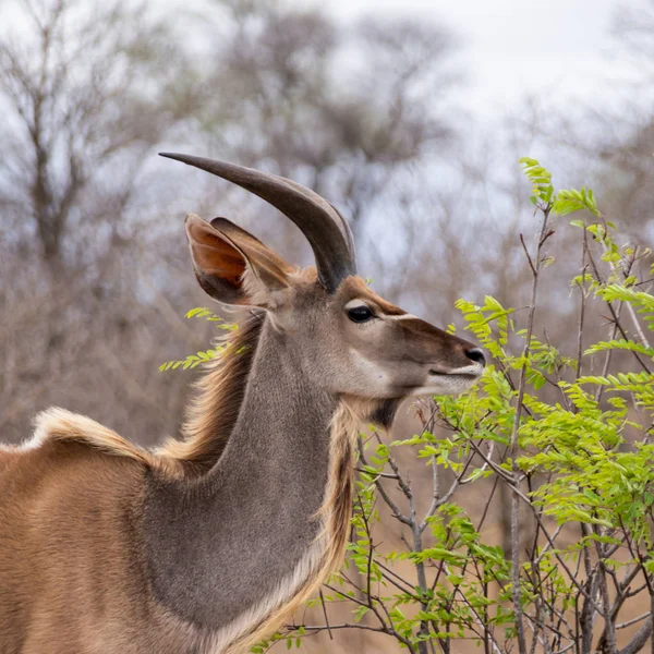 Juvenilní Kudu Býk Jižní Africké Savany — Stock fotografie