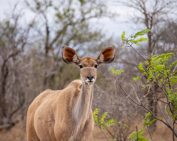 Una Kudu Femmina Nella Savana Dell Africa Australe — Foto Stock