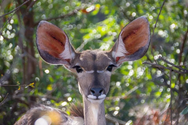 Una Kudu Femmina Nella Savana Dell Africa Australe — Foto Stock