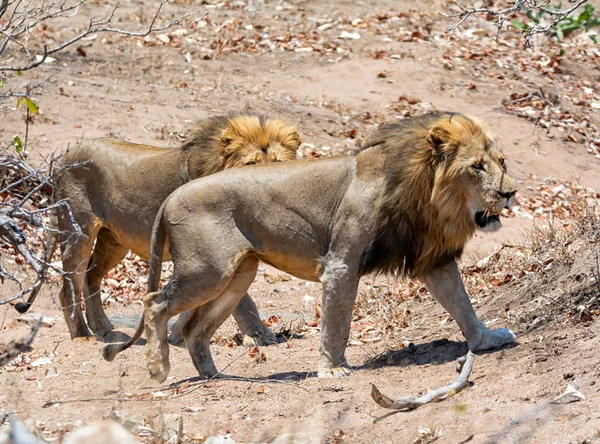 Güney Afrika Savana Erkek Aslan Çifti — Stok fotoğraf