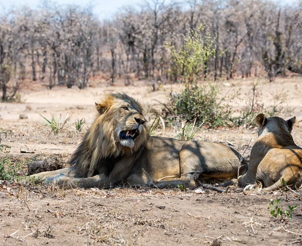 Güney Afrika savana bir ağacın gölgesinde yatan bir erkek aslan