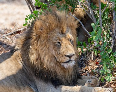 Güney Afrika savana bir ağacın gölgesinde yatan bir erkek aslan