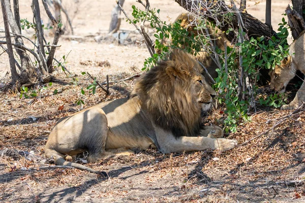 Güney Afrika Savana Bir Ağacın Gölgesinde Yatan Bir Erkek Aslan — Stok fotoğraf