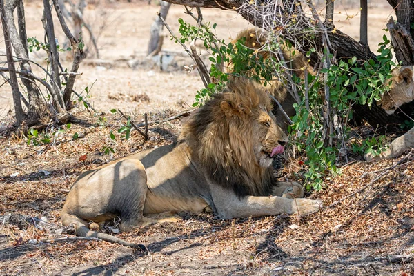 Leão Macho Deitado Sombra Uma Árvore Savana África Austral — Fotografia de Stock