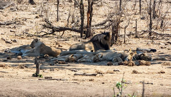 A pride of Lions snoozing in the shade in Southern African savanna