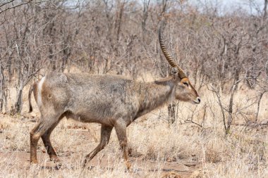 Güney Afrika savana Waterbuck antilop