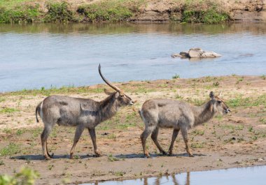 Güney Afrika savana Waterbuck antilop