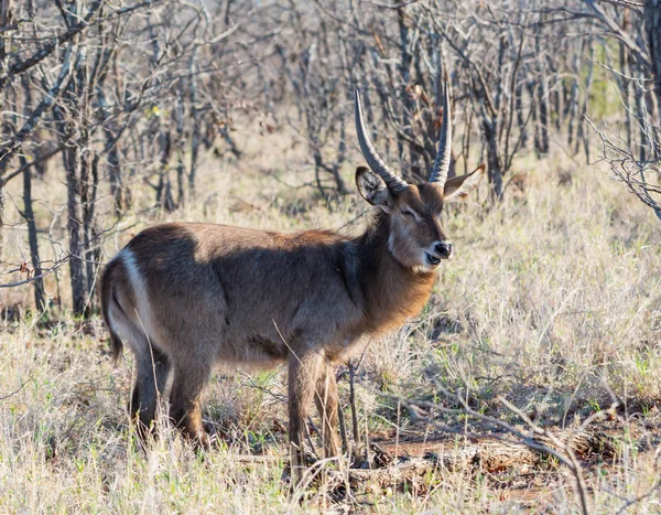 Antilope Waterbuck Nella Savana Dell Africa Australe — Foto Stock