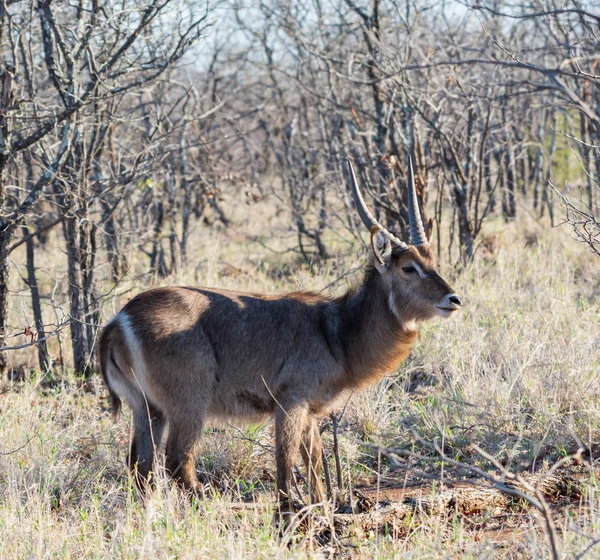 Antilope Waterbuck Nella Savana Dell Africa Australe — Foto Stock