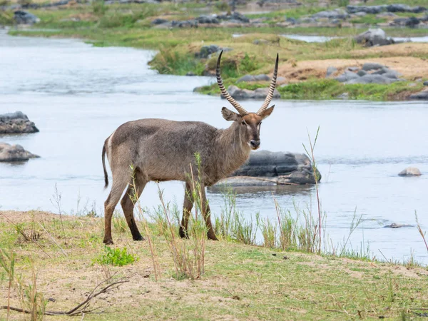 Waterbuck Antilop Södra Afrikanska Savannen — Stockfoto