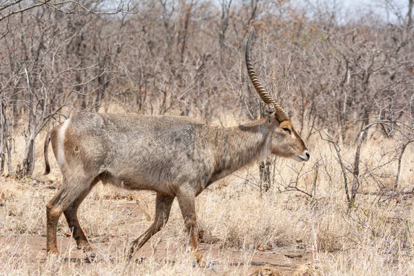 Waterbuck Antilopy Jižní Africké Savany — Stock fotografie