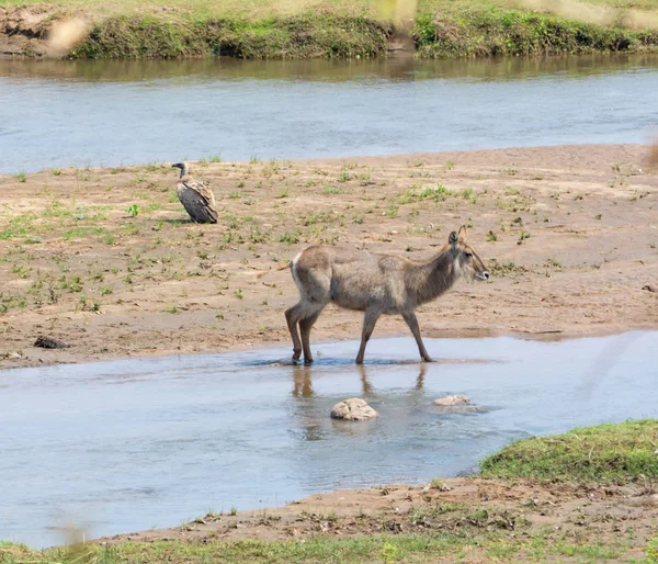 Waterbuck Antilop Södra Afrikanska Savannen — Stockfoto