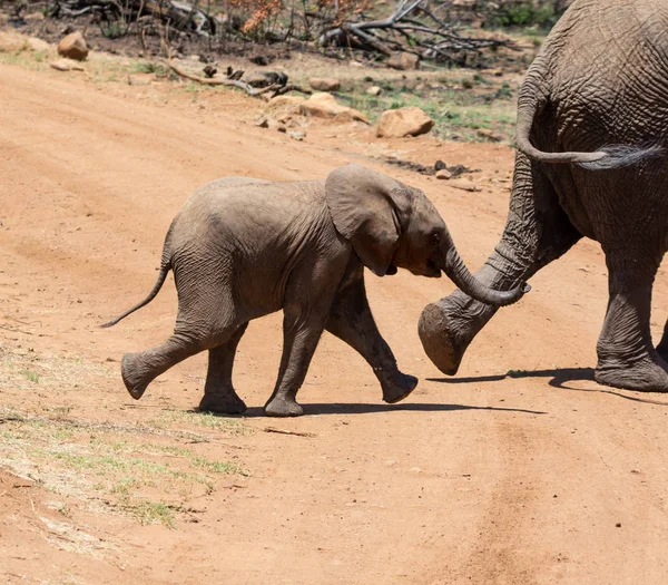 Dítě Sfrican Slon Jižní Africké Savany — Stock fotografie