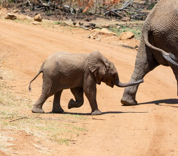 Baby Sfrican Elephant Southern African Savanna — Stock Photo, Image