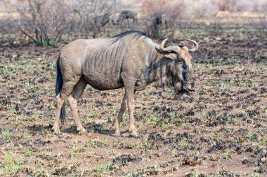 Güney Afrika savana içinde mavi manda portresi