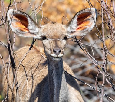 Güney Afrika savana içinde bir kadın Kudu portresi