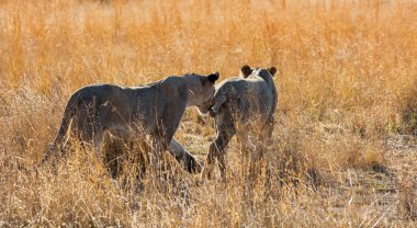 Gün batımında Afrika savana avlamak için dişi aslanlar dışarı baş çifti