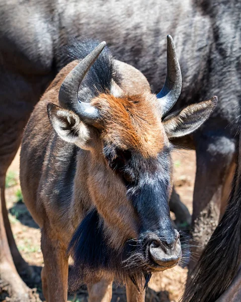 Blue Wildebeest Abrevadero Sabana Del Sur África — Foto de Stock