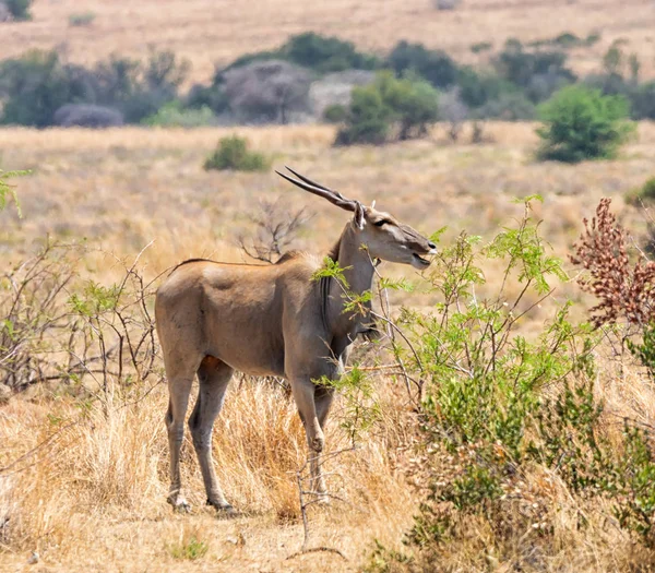 Toro Dell Eland Che Mangia Nella Savana Dell Africa Australe — Foto Stock