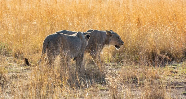 一对雌性狮子在非洲大草原日落时外出狩猎 — 图库照片