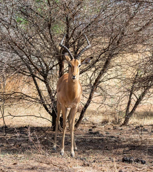 Ariete Impala Piedi Nella Savana Dell Africa Australe — Foto Stock