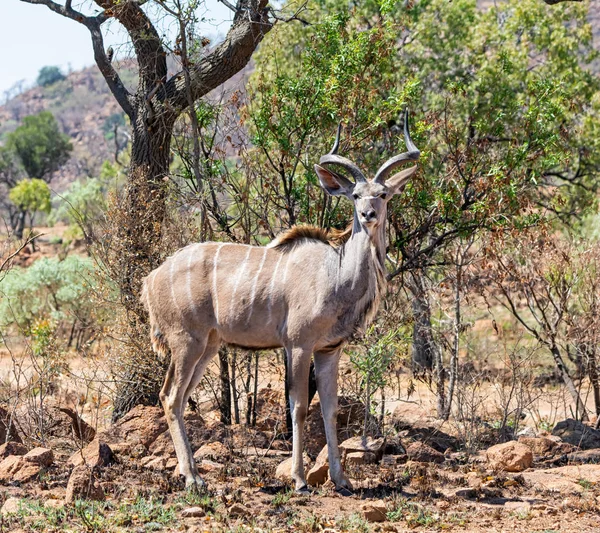 Kudu Tjur Södra Afrikanska Savannen — Stockfoto