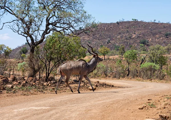 Kudu Tjur Södra Afrikanska Savannen — Stockfoto