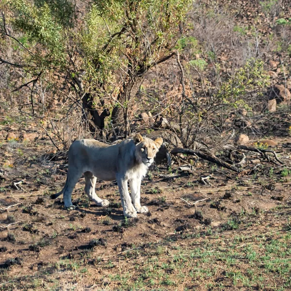 Male Lion Southern African Savanna — Stock Photo, Image
