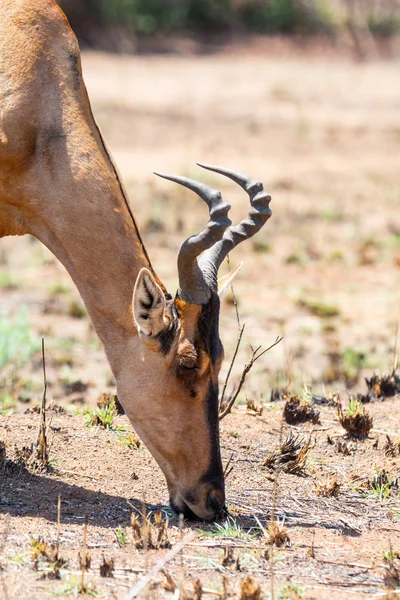 Closeup Red Hartebeest Head Southern African Savanna — Stock Photo, Image