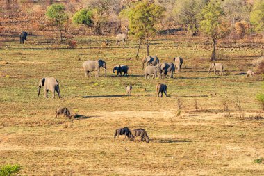 Bir aile sürüsü Afrika Güney Afrika savana içinde