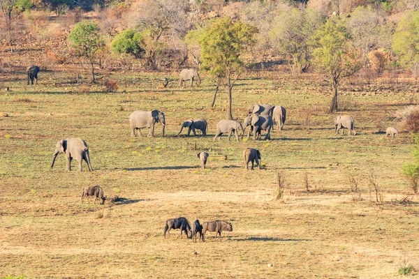 Familj Besättning Afrikanska Elefanter Södra Afrikanska Savannen — Stockfoto
