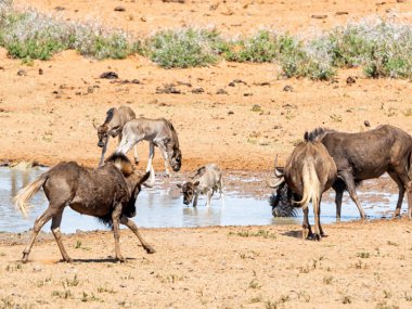 Siyah öküz sürüsü sulama delik içinde Güney Afrika savana