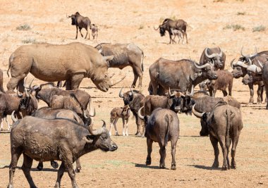 Sulama delik içinde Güney Afrika savana, siyah öküz ve Cape Buffalos sürüleri toplamak