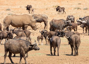 Sulama delik içinde Güney Afrika savana, siyah öküz ve Cape Buffalos sürüleri toplamak