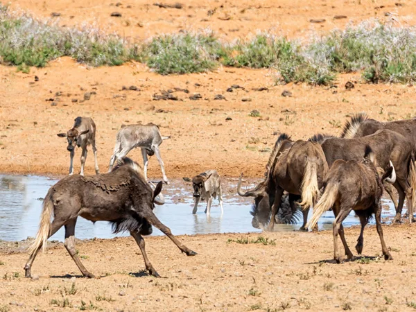 Manada Ñus Negros Abrevadero Sabana Del Sur África —  Fotos de Stock